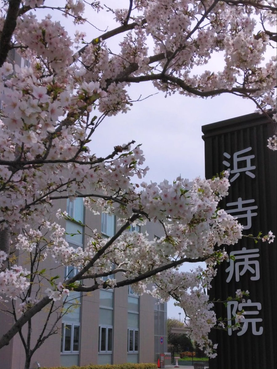 hamadelion's tweet photo. こんにちは！
浜寺病院と横の公園の桜が満開です🌸
週末の雨であまり散らなくて、良かったです。
通院ついでの花見もいいですね✨

デイケアでは随時見学をしておりますので、興味のある方��まずケースワーカーか主治医にご相談お願いします😊
#リハビリ
#南海
#医療 
#和泉市 
#浜寺
#さくら https://t.co/qZs6m8CxWF