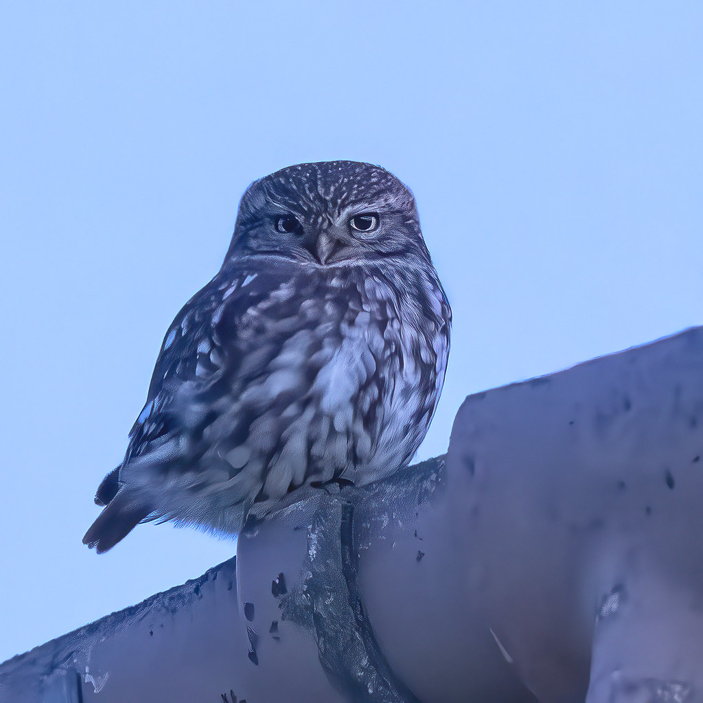 NatureUK's tweet photo. Nature UK members 'Owls' https://t.co/C0UzvPuiB2