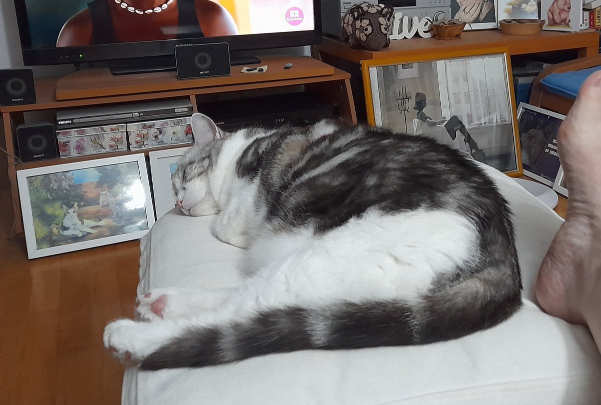 Writing Wombat tweet media