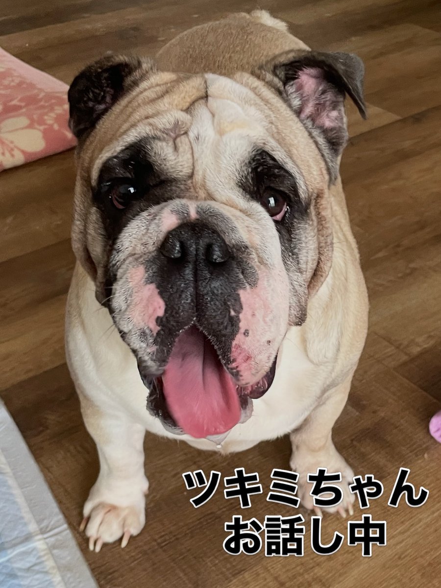 ツキミちゃん‼️ お話し中です?