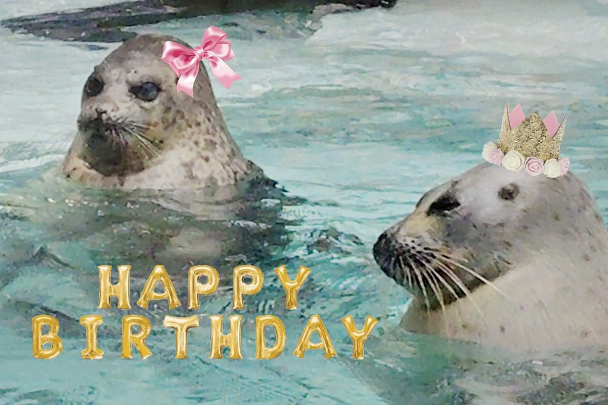 ラッシー lassie🦭 tweet media