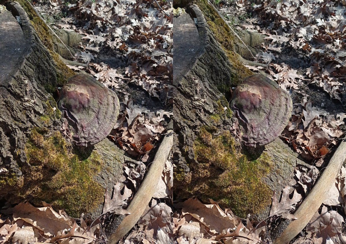 luca_bergamasco's tweet photo. #MushroomMonday #fungi #mushrooms #FungiFriends #3d #stereoscopic #parallelview | #crossview https://t.co/E365bpQsAH