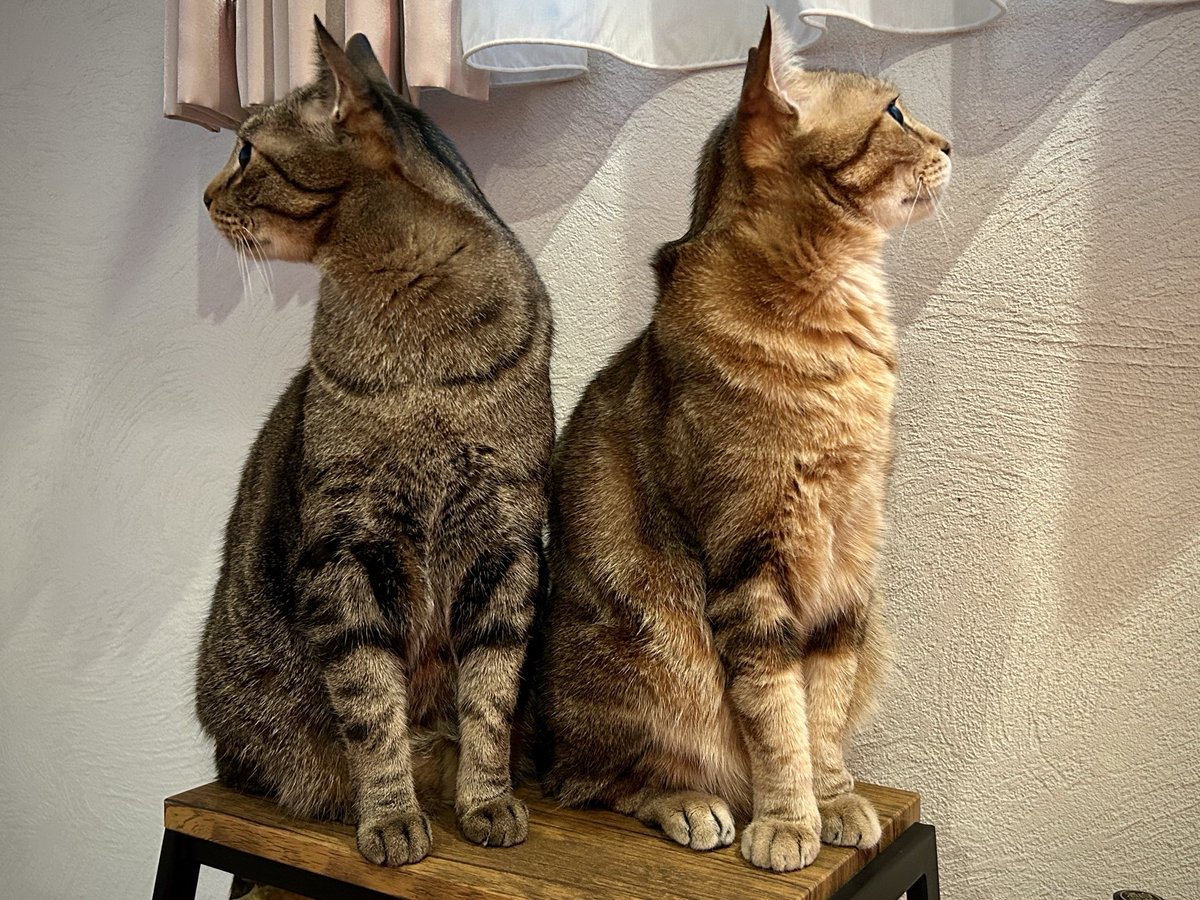 岩合光昭 tweet media