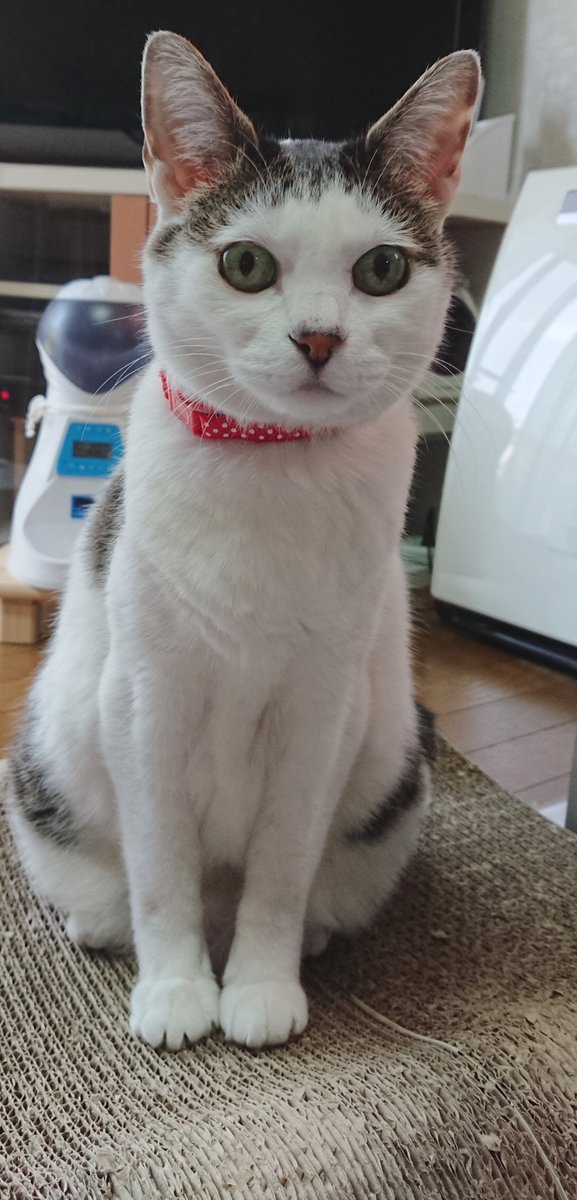 ひなぎく tweet media