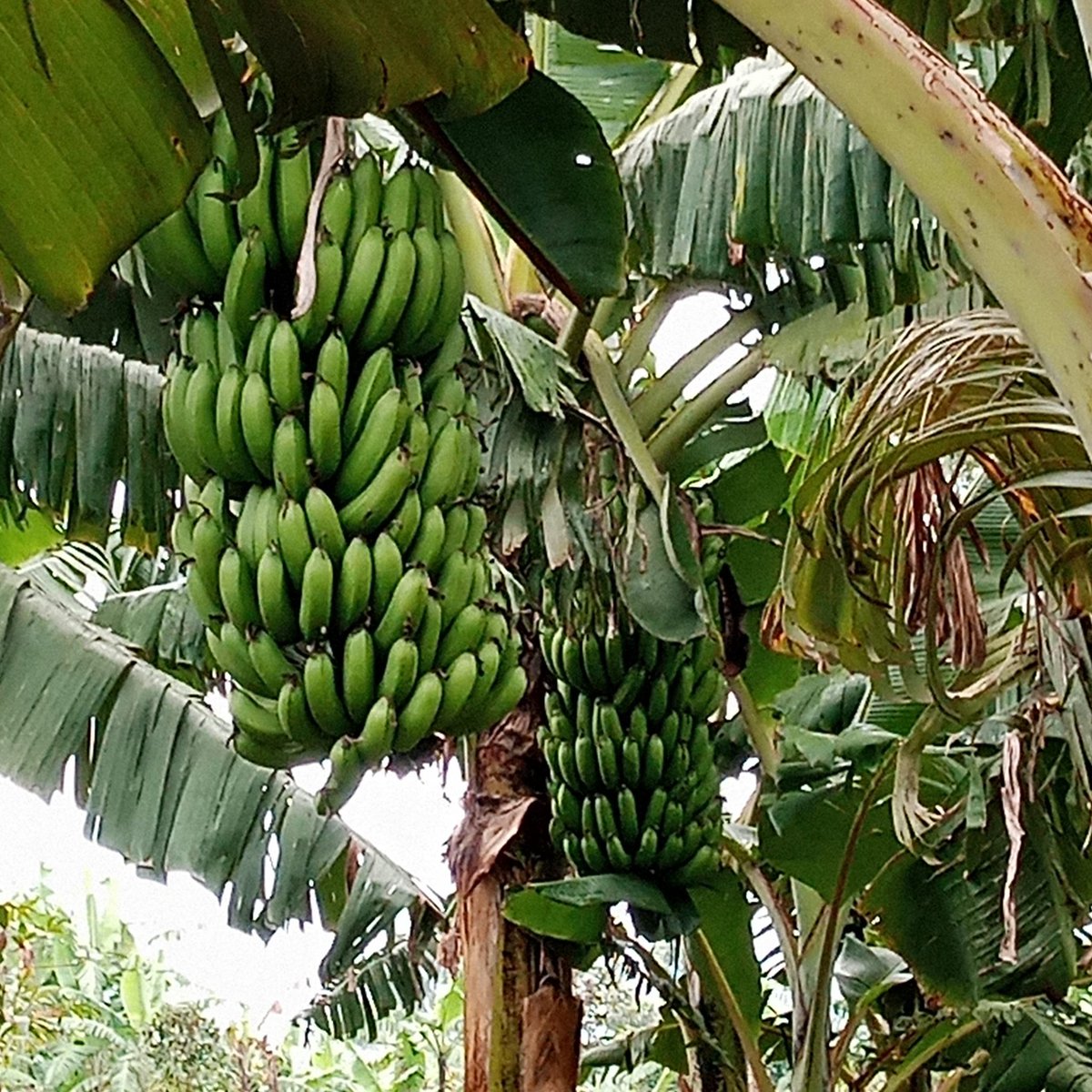 Oswald Oswakim tweet media