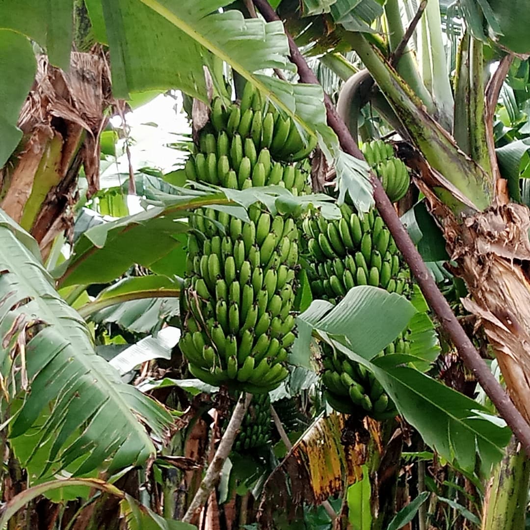 Oswald Oswakim tweet media