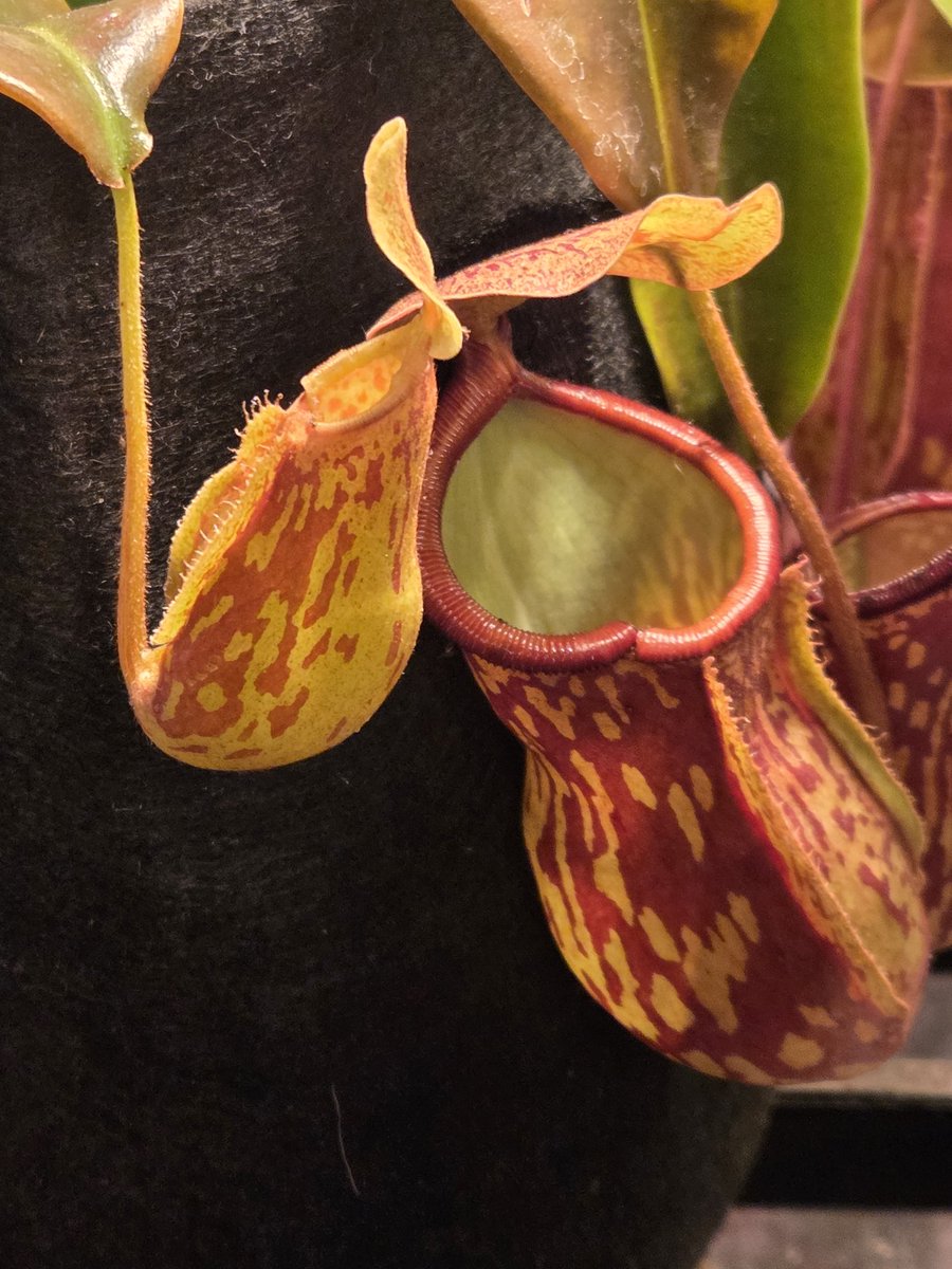 GScott67284's tweet image. 🏮🙌
I’m loving the vibrant colors on that smaller trap. It’s always cool to see the different stages of development as these things grow out. 📈🌀
#TropicalPlants #IndoorJungle #NaturePhotography #GardenUpdate #PlantLover