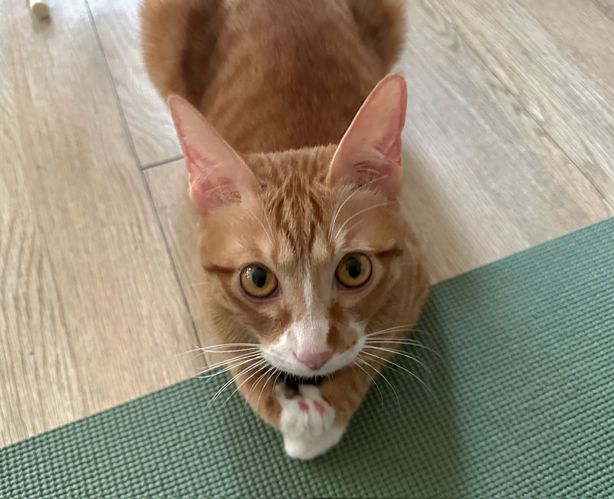 제이칼립소 tweet media