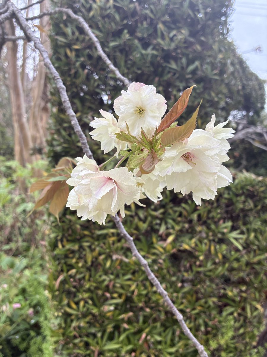 なすこ tweet media