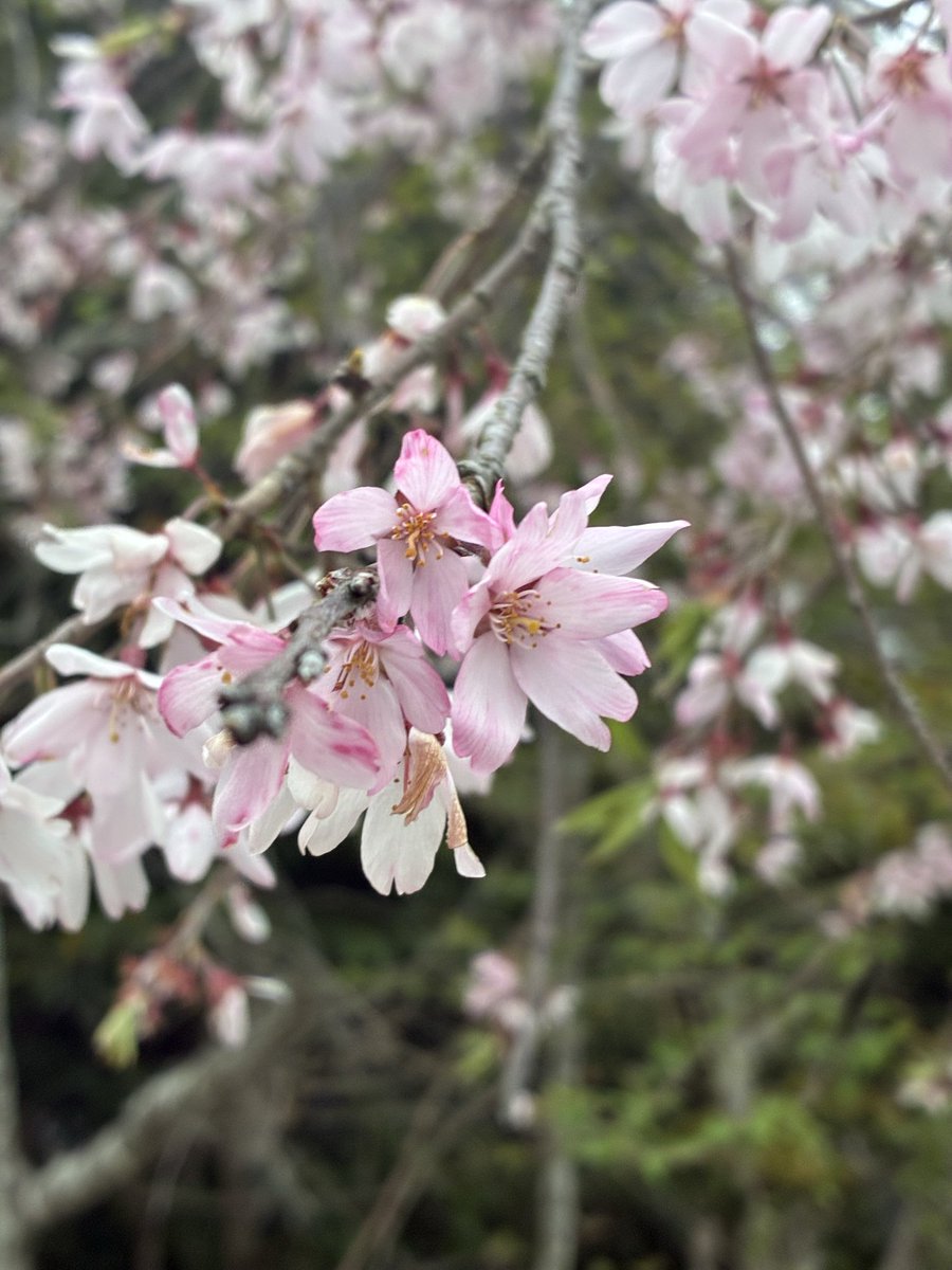 なすこ tweet media