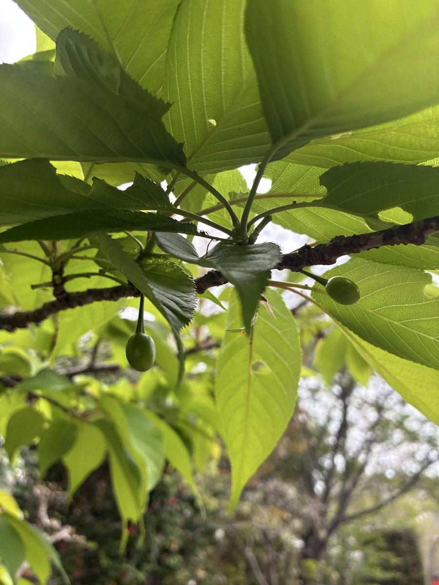 なすこ tweet media