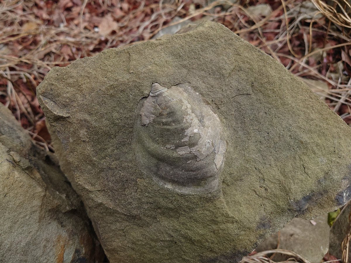 Gro-🐍 (ﾏﾑｼ Love💕) tweet media