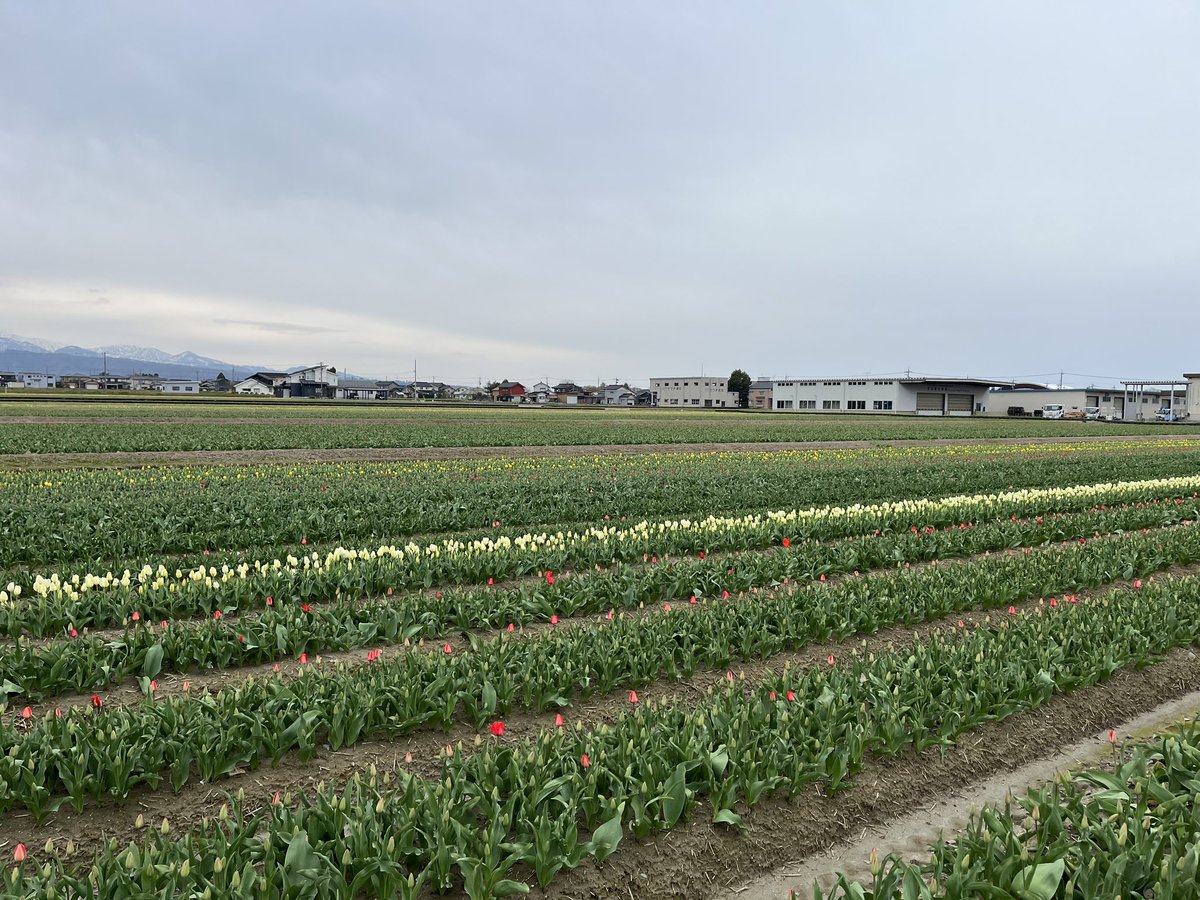 🌷にゅうぜんフラワーロード🌷 tweet media