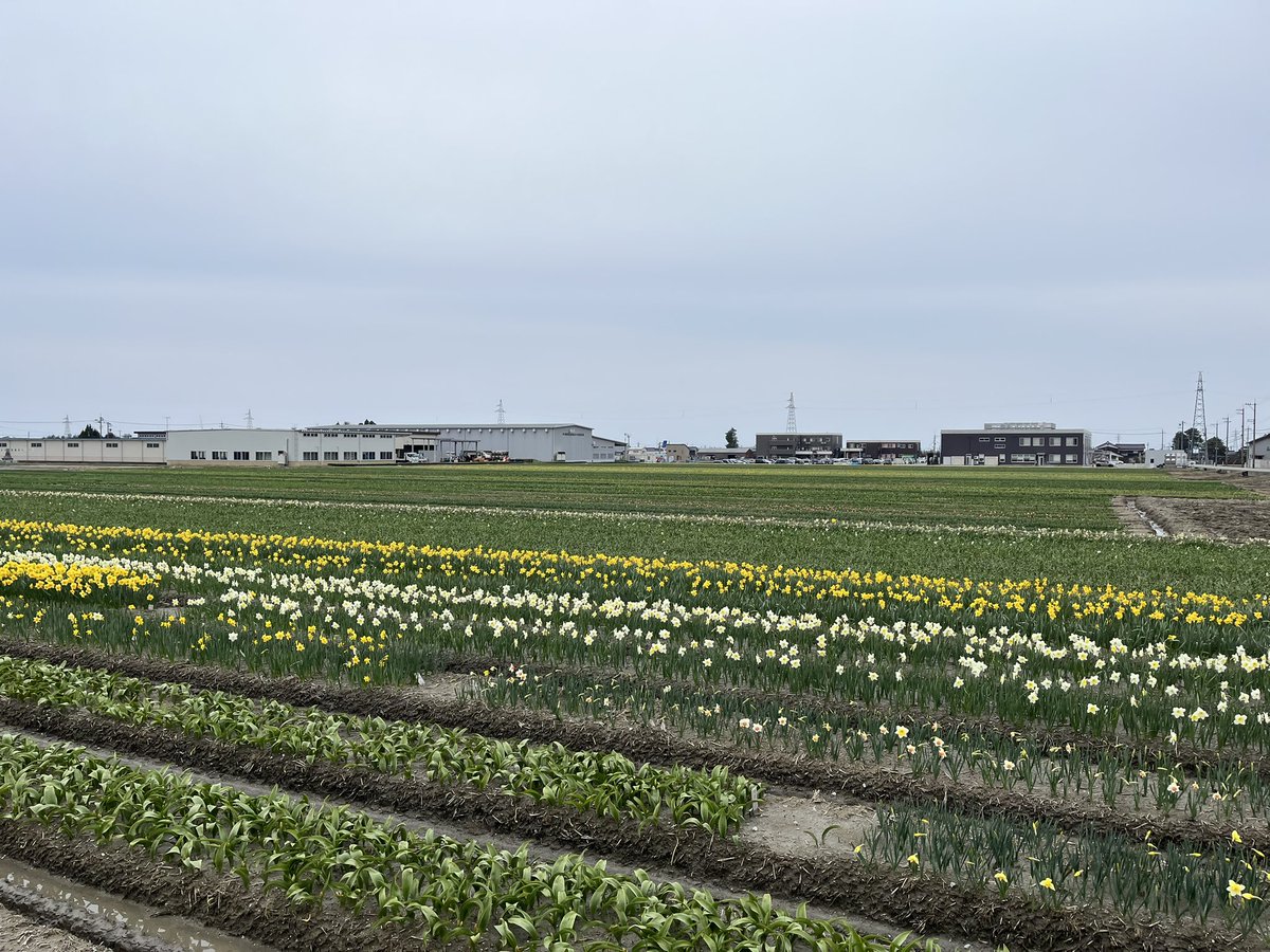 🌷にゅうぜんフラワーロード🌷 tweet media