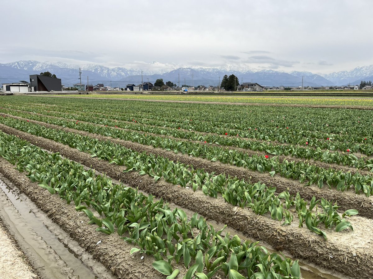 🌷にゅうぜんフラワーロード🌷 tweet media