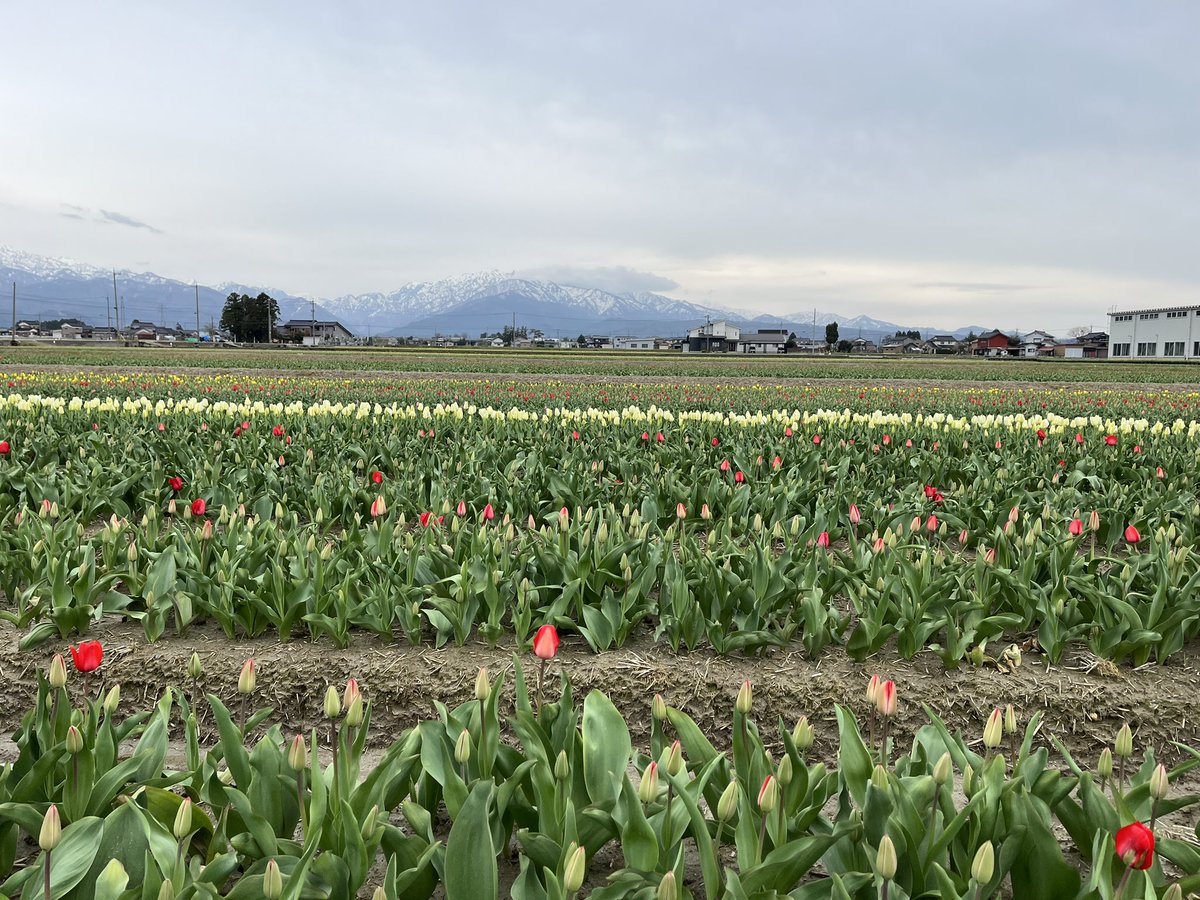 🌷にゅうぜんフラワーロード🌷 tweet media