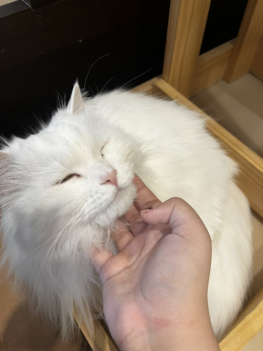 kiwi loves #aprilus2026 💛🌟 tweet media