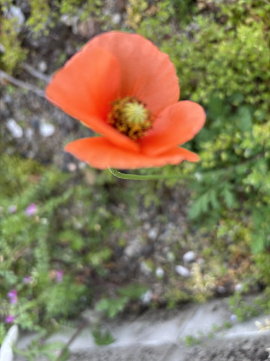 たたみ@猫、介護愚痴垢 tweet media