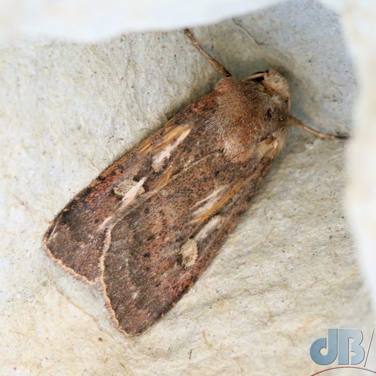 David Bradley (sciencebase) tweet media