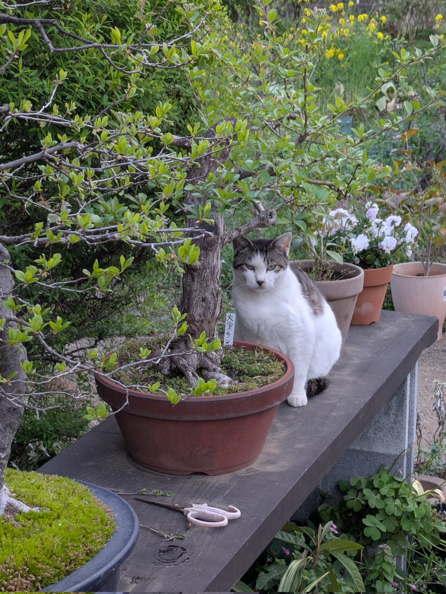 イサド tweet media