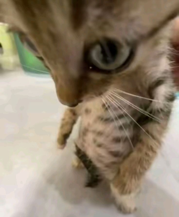 Skilllos ᓚᘏᗢ ඞ tweet media