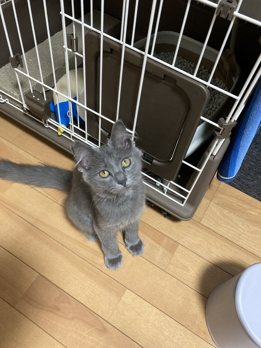 あんころもち tweet media