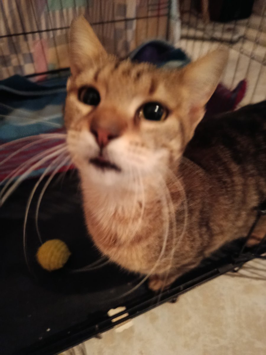 Eleftheria tweet media