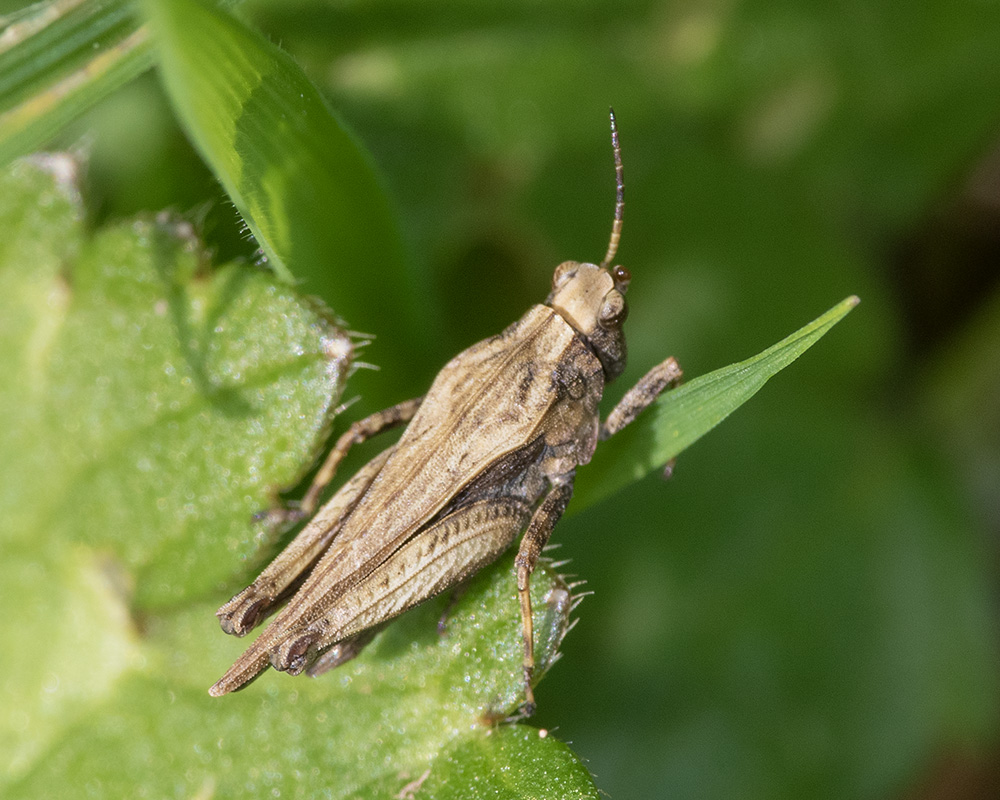 NatureUK's tweet photo. A few insects captured by Nature UK members in 2026. Slender Groundhopper, Entomobrya intermedia, Bibio lanigerus  &amp; Nomada fucata. https://t.co/DjLmUJgKrb
