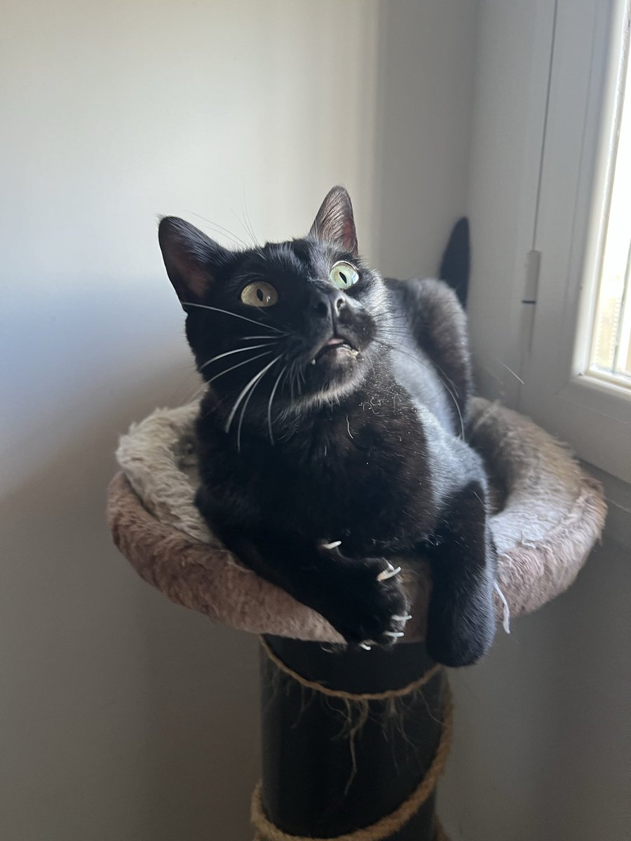 BigotisSos's tweet photo. 🐈‍⬛ Jack, 2 anys de pur amor; retornat després de més d'1 any adoptat.
💔 Dues famílies han preguntat per ell i finalment, res.
😔 Ho està passant molt malament, necessita una família.
🚗 Pot viatjar.
🙏🏻 Si us plau, màxima difusió.
📲 WhatsApp: 611 262 013

#AdoptaUnGat #ADOPTA https://t.co/Ho2OsDCiKF