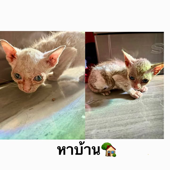 Catster & Co บ้านพักพิงแมวจร tweet media