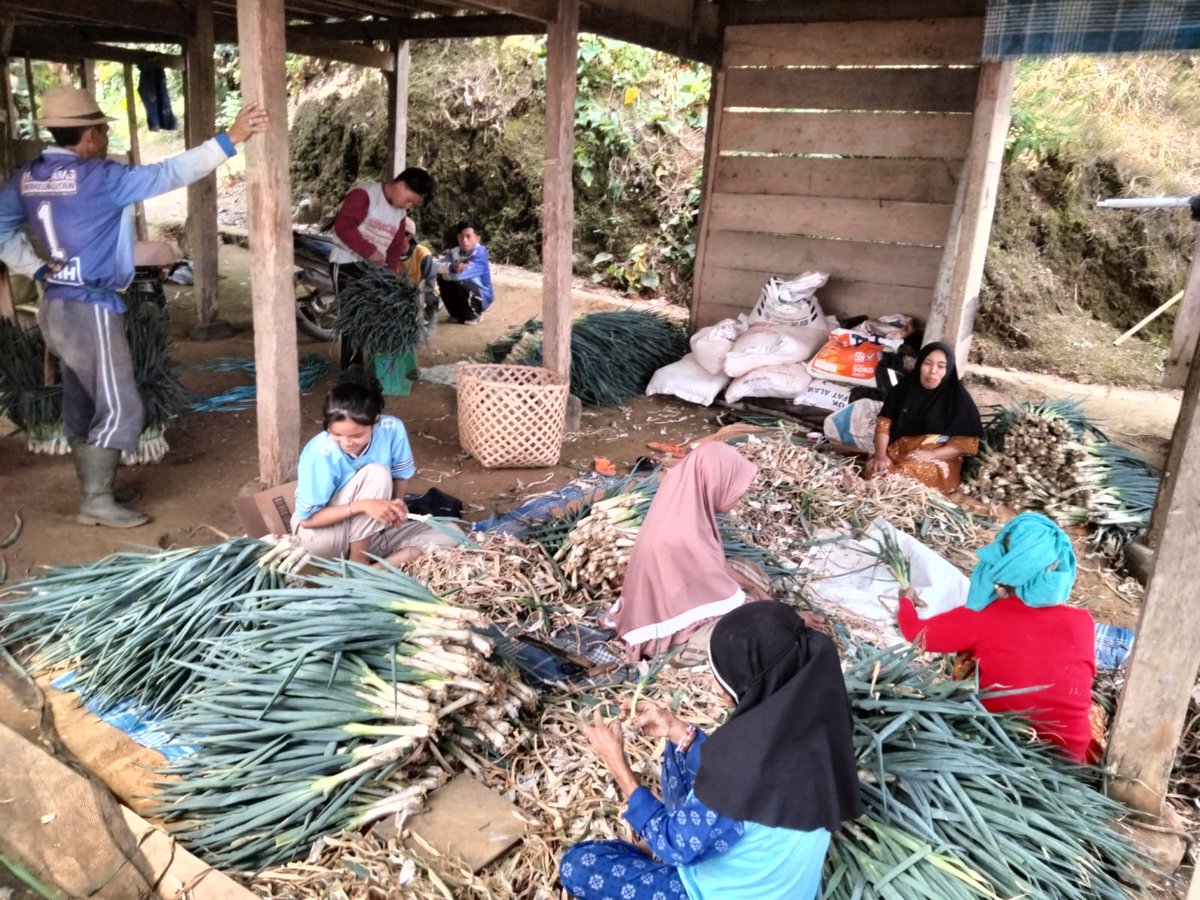 Budaya Menanam Perlu ditingkatkan Untuk Mendukung Ketahanan Pangan, Kerjasama BUM Desa, Koperasi Desa Merah Putih (KDMP), dan KWT (Kelompok Wanita Tani). 
@KementerianDesaPDT
@SekretarisNegaraRI
@BPSDMKementerianDesaPDT
#KementerianDesaPDT
#KerjaPendampingDesaBerdampak