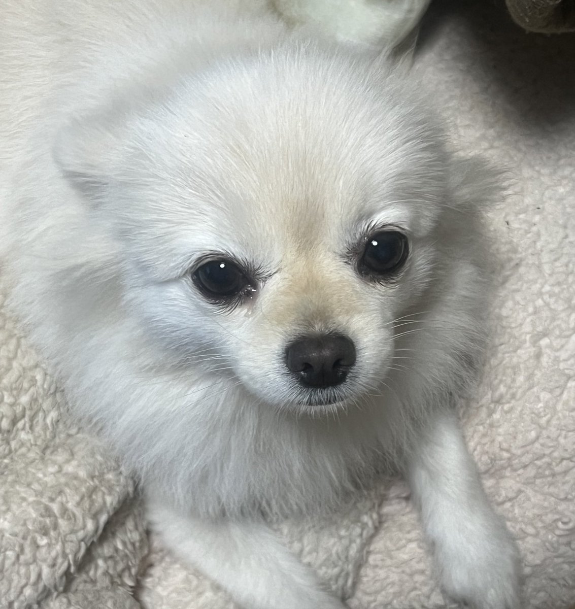 かすみ_u tweet media