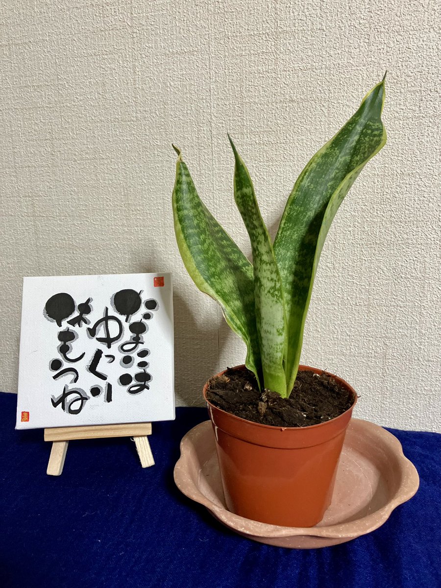 marie（マリー） tweet media