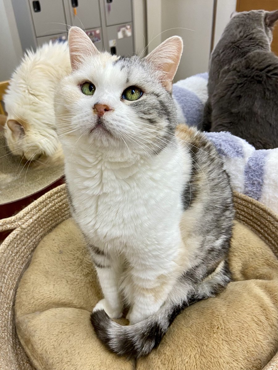 cat cafe にゃんこと tweet media