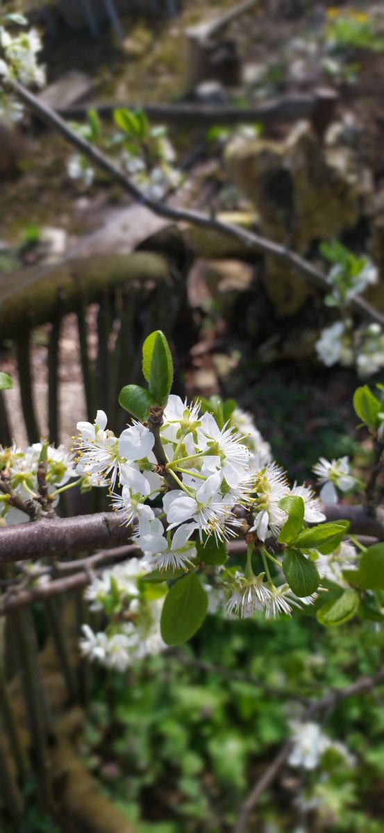 Pim & Ellen tweet media