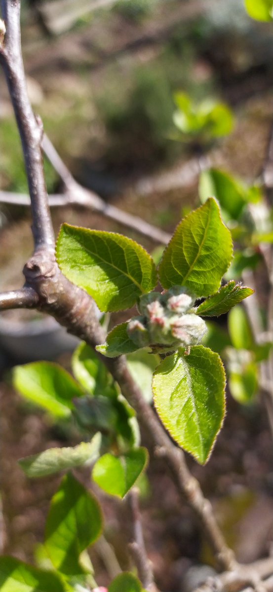 Pim & Ellen tweet media