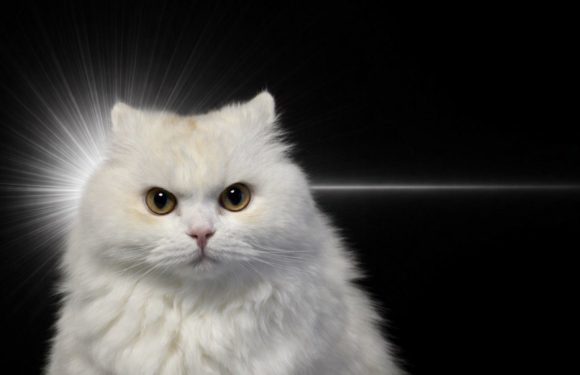 てんさいしょうだ❕👑（本物） tweet media