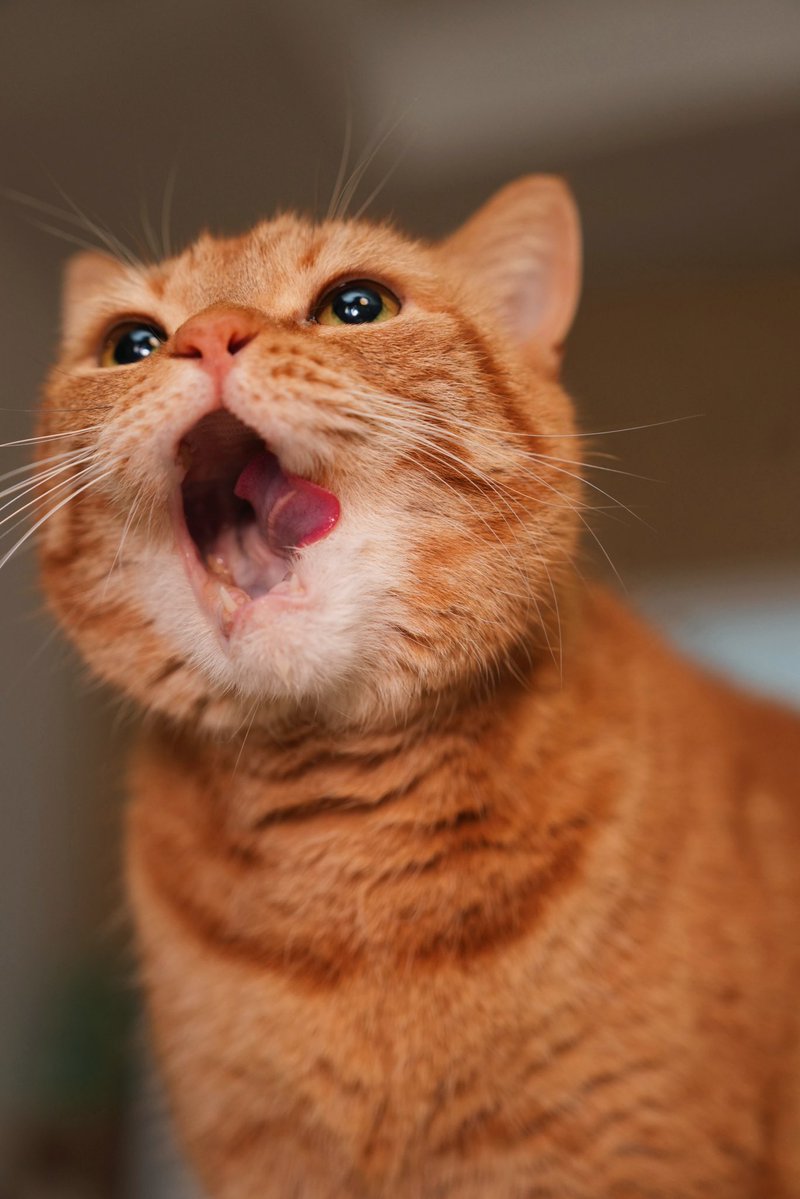 花江 夏樹 tweet media