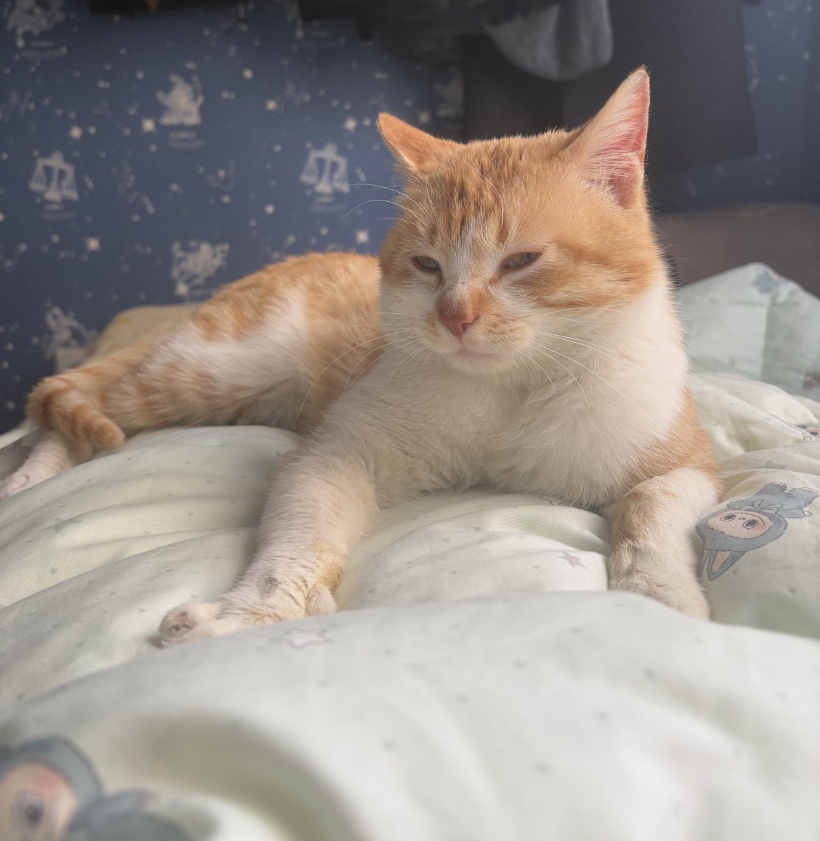 土豆泥泥面 tweet media