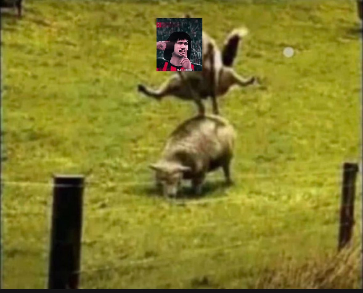 splendour tweet media