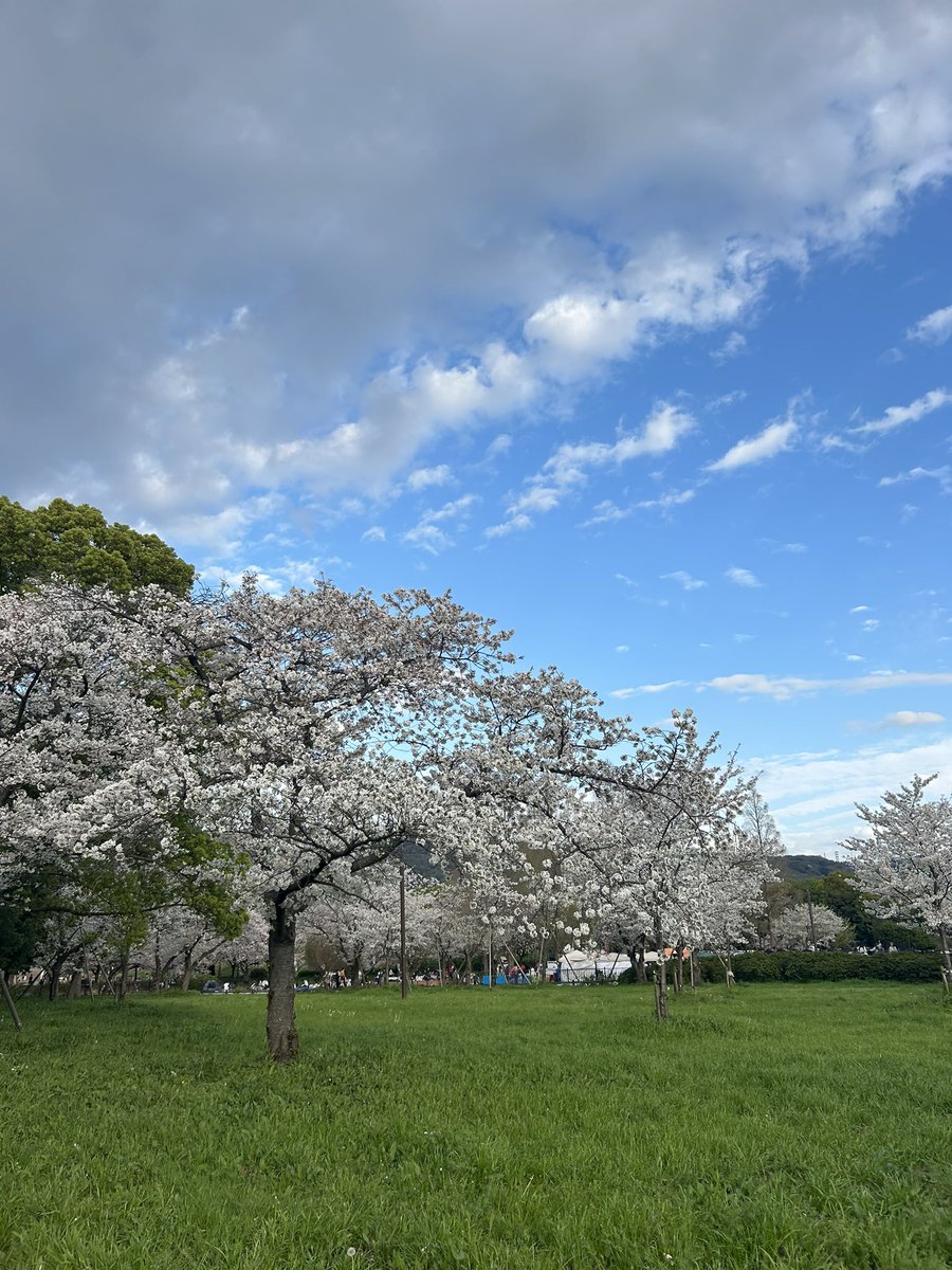 rep_xl's tweet photo. 🌸 https://t.co/CM2xKICMux