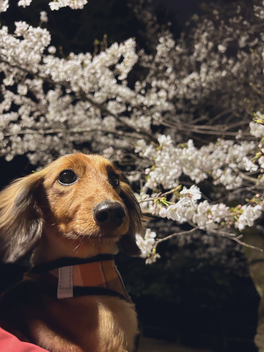 せんどぅー tweet media