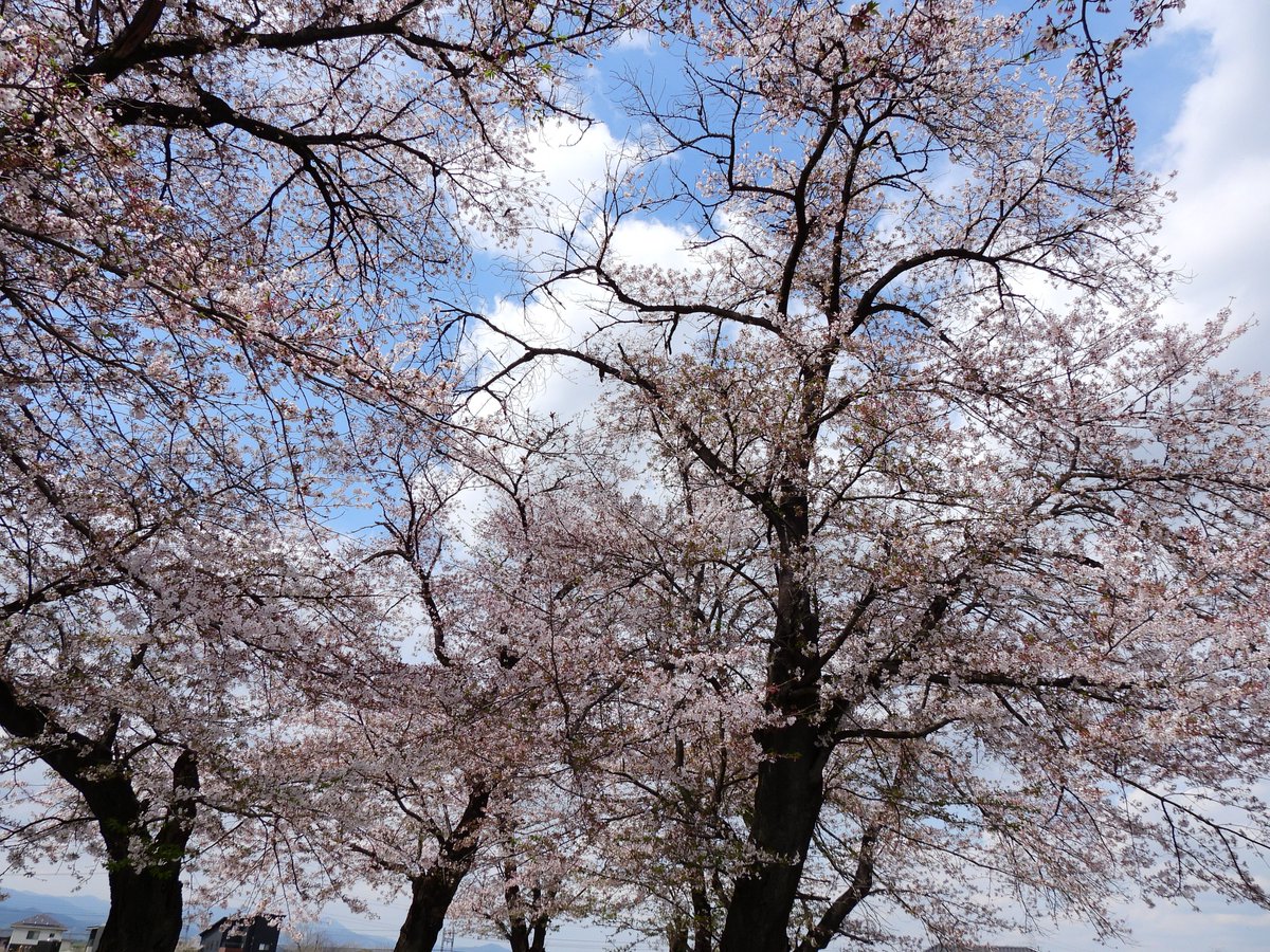 birdwatcherYT tweet media