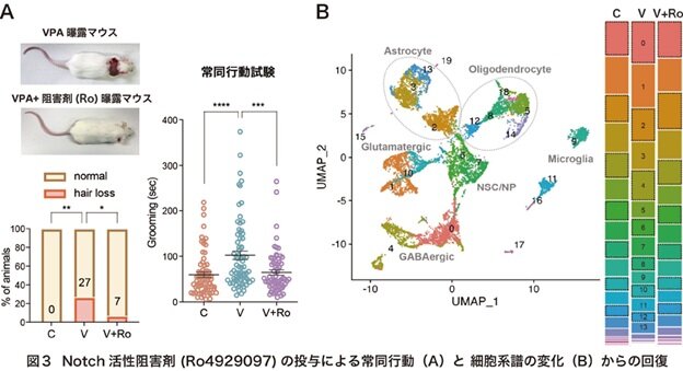 複数の自閉スペクトラム症（ASD）モデル（バルプロ酸曝露モデル、母体免疫活性化モデル、ヒトiPS細胞モデル等）に共通する分子病態として、胎生期の脳における「Notch（ノッチ）シグナル伝達系」の過剰な活性化を発見し、この異常が特定の神経細胞（VIP陽性抑制性神経細胞）への分化を妨げ、社会性障害