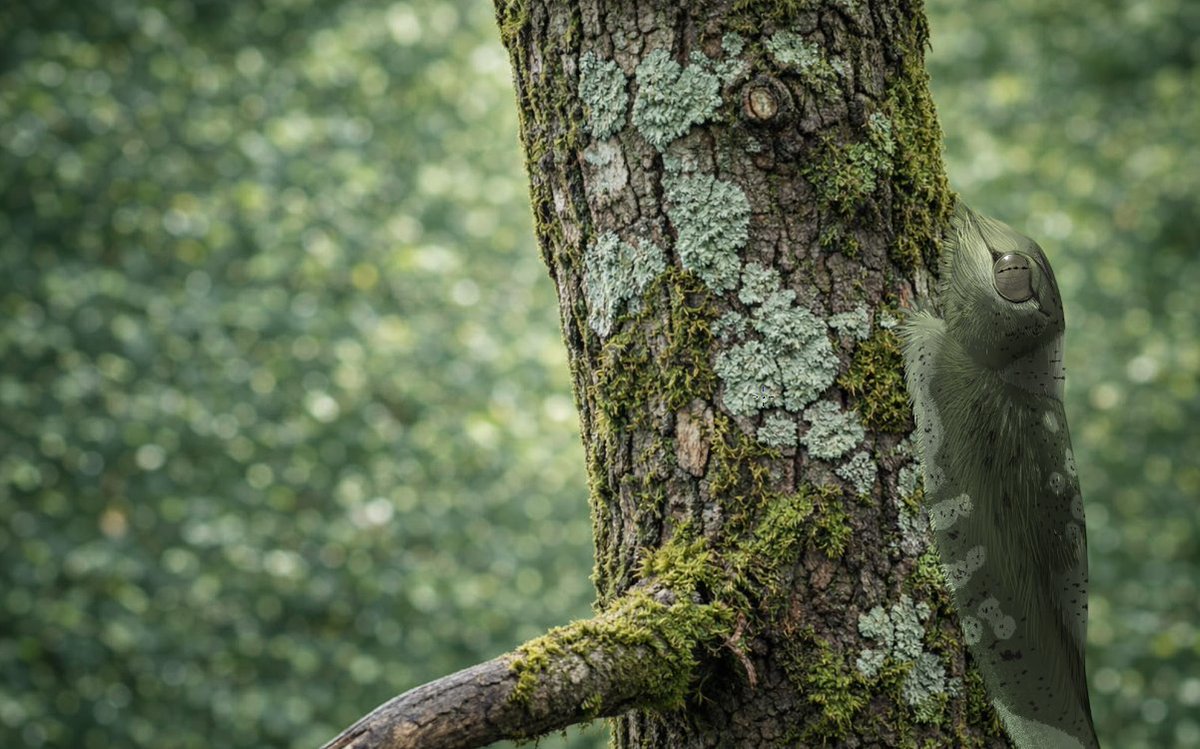 스푸키포레스트 tweet media