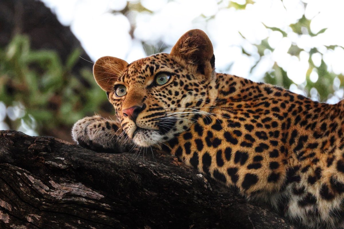 CanonRSA's tweet image. Blue-eyed leopard in a tree.
Golden hour in the bush.

Shot on Canon
EOS R5 II + RF 200–800mm

📸: Louwna Saayman

#CanonRSA #ShotOnCanon #BotswanaWildlife #CapturedWithCanon