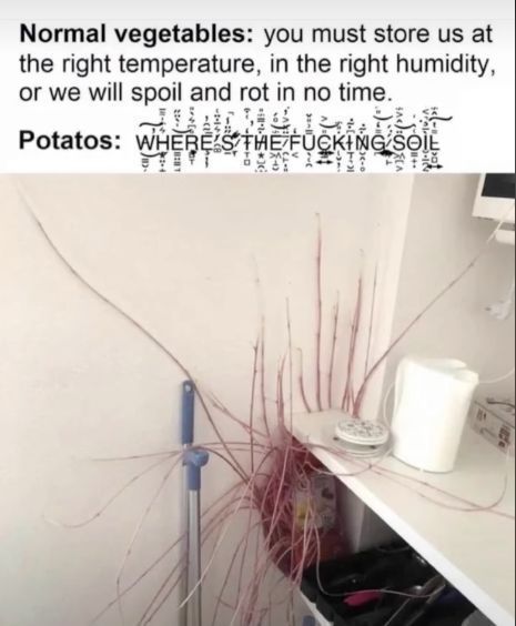 internet hall of fame tweet media