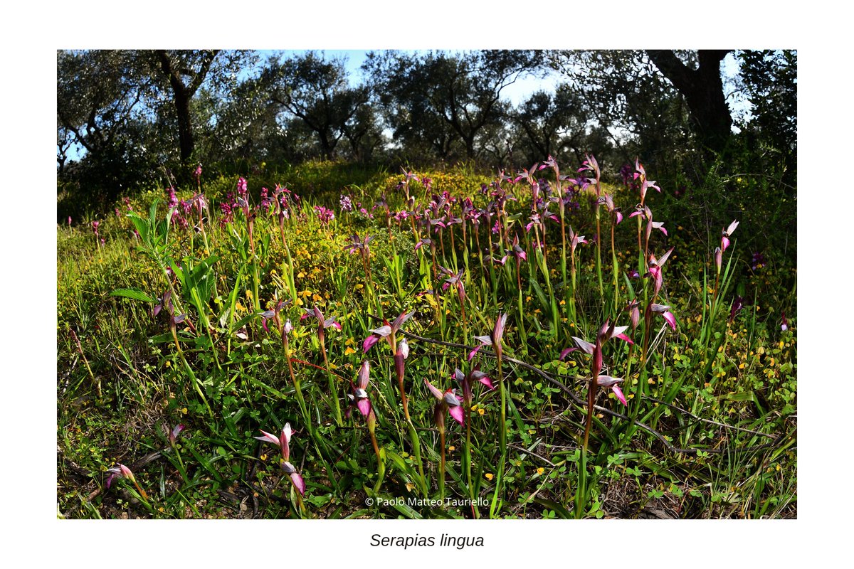 SplTauriello's tweet photo. Tongue-orchid (#Serapias lingua)
#NikonD7500 + Nikkor AF-S 8-15mm f/3.5-4.5 E ED #Fisheye, two #Godox MF12 #macro flashes.
April 2026, #Cagliari - #Sardinia. 
#nikonphotography #inaturalist #orchid #orchids #orchidaceae #nativeorchids https://t.co/SRaCP7xrN0