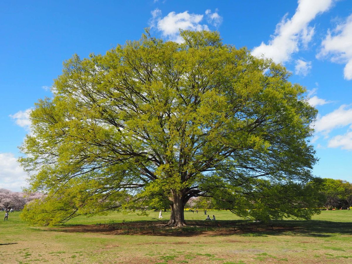 myami678's tweet photo. 4/2に昭和記念公園に初めて行ってきました✨️凄い壮大な木がありました🌳 https://t.co/QGIWqjoDHu