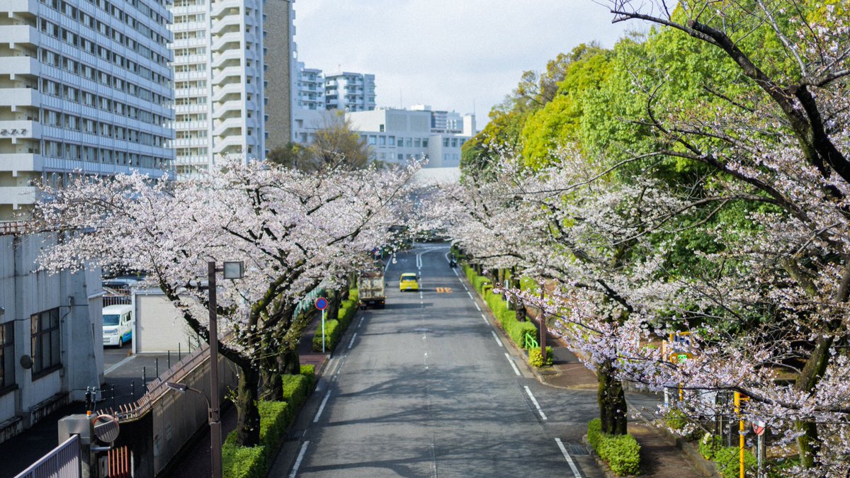 mashuu -ましゅう- tweet media
